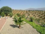 Blick auf die umliegenden Olivenfelder