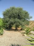 Ein Olivenbaum